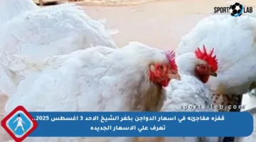 قفزة مفاجئة في أسعار الدواجن بكفر الشيخ الأحد 3 أغسطس 2025.. تعرف على الأسعار الجديدة